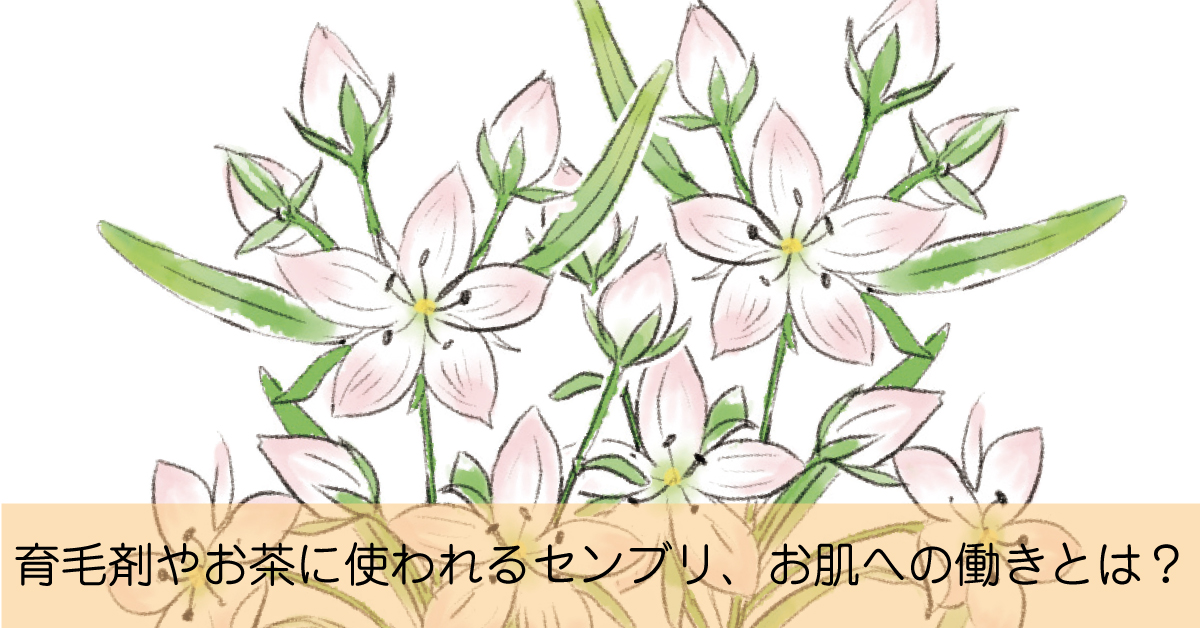 苦くて有名で育毛剤やお茶に使われるセンブリのお肌への働きとは？