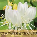 忍冬とも呼ばれ、漢方で使われるスイカズラ花エキスは化粧品ではどんな働き？